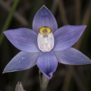 Thelymitra peniculata at Acton, ACT - 8 Nov 2016