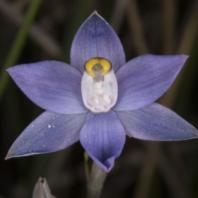 Thelymitra peniculata (Blue Star Sun-orchid) at Black Mountain - 8 Nov 2016 by DerekC