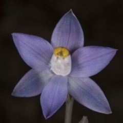 Thelymitra peniculata at Acton, ACT - 8 Nov 2016