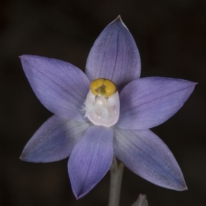 Thelymitra peniculata at Acton, ACT - 8 Nov 2016