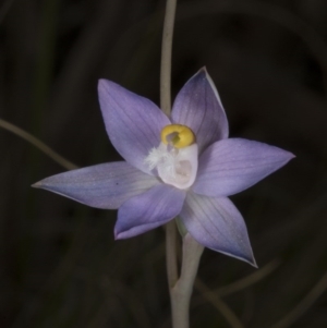 Thelymitra peniculata at Acton, ACT - 8 Nov 2016