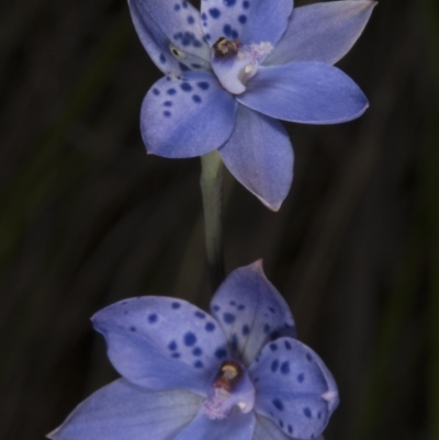 Thelymitra juncifolia (Dotted Sun Orchid) at Black Mountain - 8 Nov 2016 by DerekC