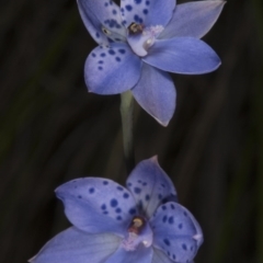 Thelymitra juncifolia (Dotted Sun Orchid) at Black Mountain - 8 Nov 2016 by DerekC