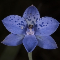 Thelymitra juncifolia at Acton, ACT - 8 Nov 2016