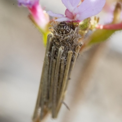 Clania lewinii (Lewin's case moth) at Acton, ACT - 9 Nov 2016 by Judith Roach