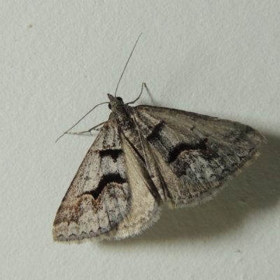 Dichromodes atrosignata (Black-signed Heath Moth ) at Greenway, ACT - 9 Nov 2016 by michaelb