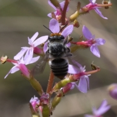 Megachile (Eutricharaea) maculariformis (Gold-tipped leafcutter bee) at Acton, ACT - 9 Nov 2016 by JudithRoach