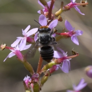 Megachile (Eutricharaea) maculariformis at Acton, ACT - 9 Nov 2016