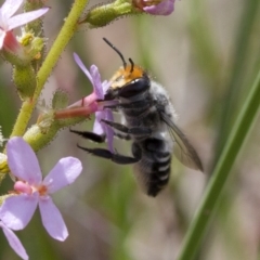 Megachile (Eutricharaea) maculariformis at Acton, ACT - 9 Nov 2016 02:21 PM