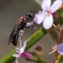 Lasioglossum (Callalictus) callomelittinum (Halictid bee) at Black Mountain - 9 Nov 2016 by JudithRoach