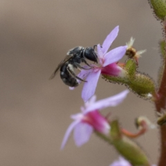 Lasioglossum (Chilalictus) sp. (genus & subgenus) (Halictid bee) at Black Mountain - 9 Nov 2016 by JudithRoach