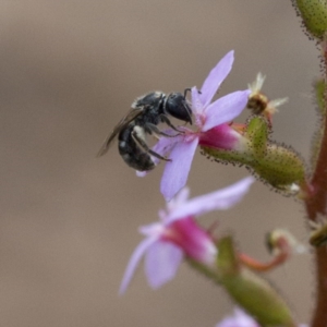 Lasioglossum (Chilalictus) sp. (genus & subgenus) at Acton, ACT - 9 Nov 2016 02:11 PM