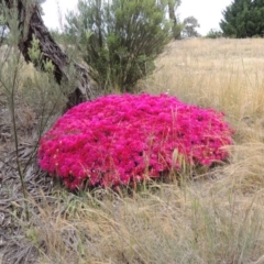 Lampranthus sp. (genus) (Ice Plant) at Banks, ACT - 8 Nov 2016 by michaelb