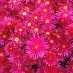 Lampranthus sp. (genus) at Banks, ACT - 8 Nov 2016