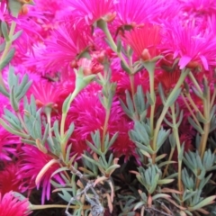 Lampranthus sp. (genus) at Banks, ACT - 8 Nov 2016