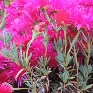 Lampranthus sp. (genus) at Banks, ACT - 8 Nov 2016