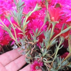 Lampranthus sp. (genus) at Banks, ACT - 8 Nov 2016 06:31 PM