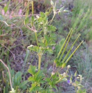 Erodium crinitum at Point Hut to Tharwa - 28 Oct 2016