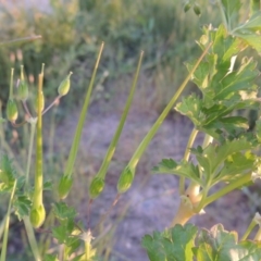 Erodium crinitum at Point Hut to Tharwa - 28 Oct 2016