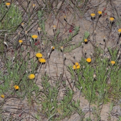 Leptorhynchos squamatus (Scaly Buttons) at Pine Island to Point Hut - 28 Oct 2016 by michaelb