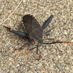 Amorbus sp. (genus) (Eucalyptus Tip bug) at QPRC LGA - 9 Nov 2016 by Wandiyali