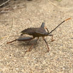 Amorbus sp. (genus) at Googong, NSW - 10 Nov 2016