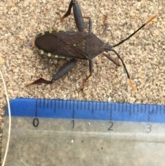 Amorbus sp. (genus) at Googong, NSW - 10 Nov 2016 09:22 AM