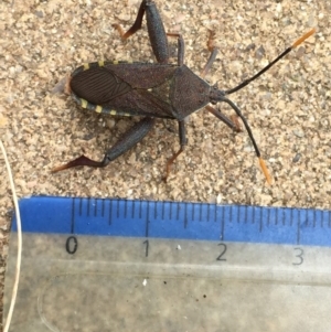 Amorbus sp. (genus) at Googong, NSW - 10 Nov 2016