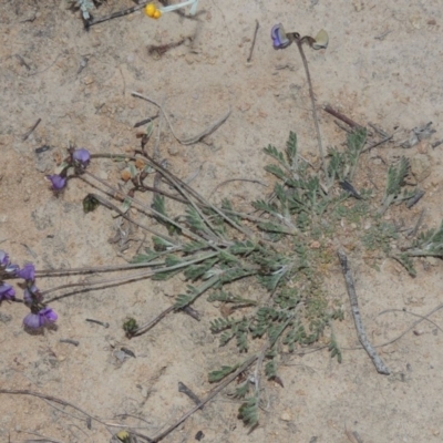 Swainsona behriana (Behr's Swainson-Pea) at Pine Island to Point Hut - 28 Oct 2016 by michaelb