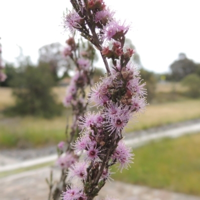 Kunzea parvifolia (Violet Kunzea) at Banks, ACT - 8 Nov 2016 by michaelb