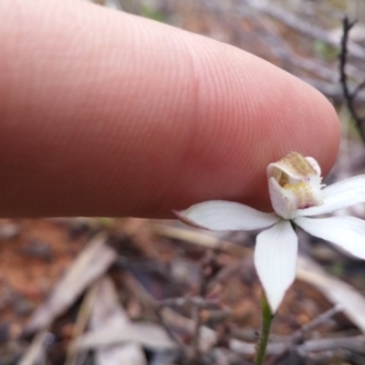 Caladenia moschata (Musky Caps) at Point 38 - 9 Nov 2016 by NickWilson