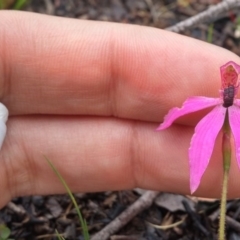 Caladenia congesta (Pink Caps) at Acton, ACT - 8 Nov 2016 by NickWilson