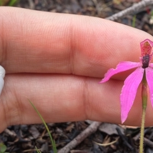 Caladenia congesta at Point 38 - 9 Nov 2016