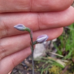 Thelymitra sp. (A Sun Orchid) at Black Mountain - 8 Nov 2016 by NickWilson