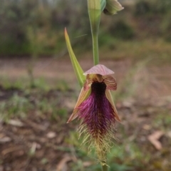 Calochilus platychilus (Purple Beard Orchid) at Acton, ACT - 9 Nov 2016 by NickWilson