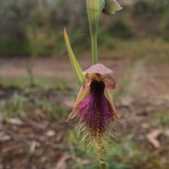 Calochilus platychilus (Purple Beard Orchid) at Acton, ACT - 8 Nov 2016 by NickWilson