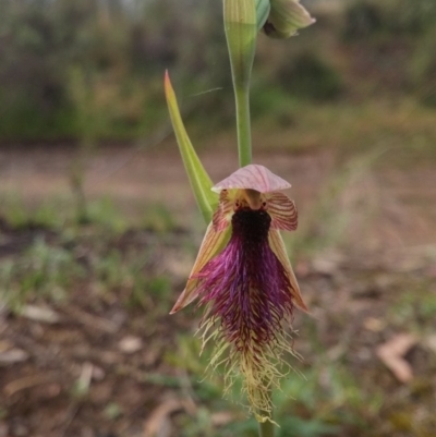 Calochilus platychilus (Purple Beard Orchid) at Black Mountain - 8 Nov 2016 by NickWilson