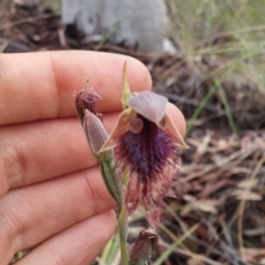 Calochilus platychilus at Acton, ACT - suppressed