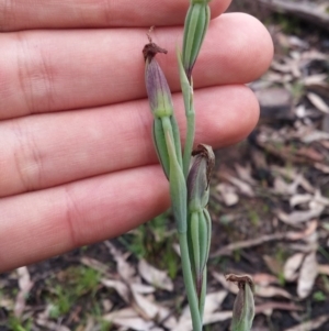 Calochilus platychilus at Acton, ACT - 9 Nov 2016