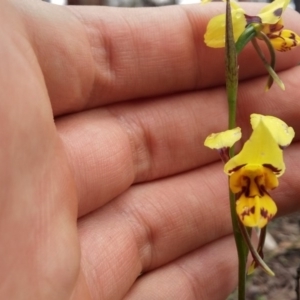 Diuris sulphurea at Acton, ACT - 9 Nov 2016