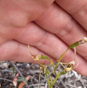 Diuris sulphurea at Acton, ACT - suppressed