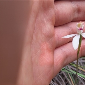 Caladenia moschata at Point 3506 - suppressed