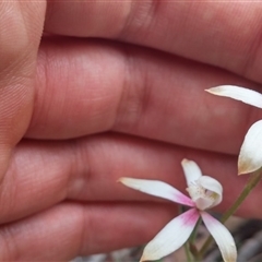 Caladenia moschata at Point 3506 - suppressed