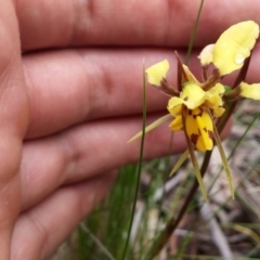 Diuris sulphurea (Tiger Orchid) at Black Mountain - 8 Nov 2016 by NickWilson