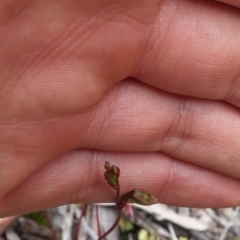 Caleana minor (Small Duck Orchid) at Black Mountain - 8 Nov 2016 by NickWilson