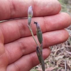 Thelymitra sp. (A Sun Orchid) at Black Mountain - 9 Nov 2016 by NickWilson