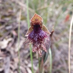 Calochilus platychilus (Purple Beard Orchid) at Aranda, ACT - 9 Nov 2016 by NickWilson