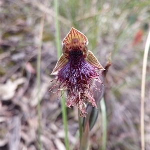 Calochilus platychilus at Point 3506 - suppressed