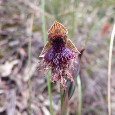 Calochilus platychilus (Purple Beard Orchid) at Point 3506 - 9 Nov 2016 by NickWilson