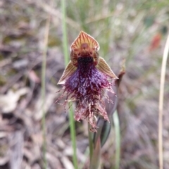 Calochilus platychilus (Purple beard orchid) at Canberra Central, ACT - 9 Nov 2016 by NickWilson